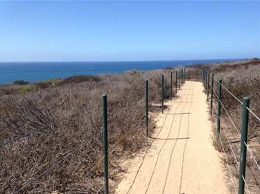 Narrow sandy trail lined with green metal posts and wire fencing, cutting through dry coastal shrubs and leading toward the ocean under a clear blue sky.