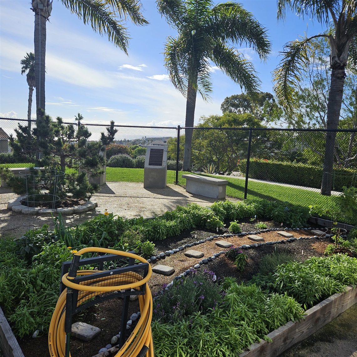 Raised garden bed with green plants and a coiled yellow hose in the foreground, bordered by a stone path, with palm trees and a grassy area in the background under a bright blue sky.