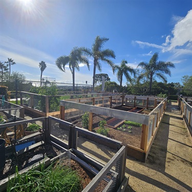 Raised wooden garden beds arranged in rows along a dirt pathway, with some beds containing plants and others empty, set against a backdrop of tall palm trees and a bright blue sky with scattered clouds.