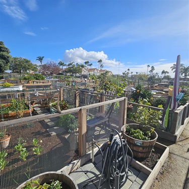 Community garden with multiple raised wooden beds containing plants and vegetables, surrounded by mesh fencing, with garden tools and hoses in the foreground. Palm trees and a bright blue sky with scattered clouds are visible in the background.