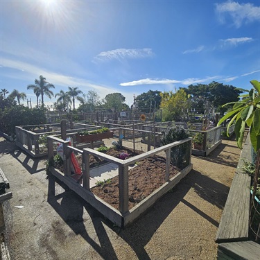 Raised garden beds in an outdoor community garden under a bright sunny sky, surrounded by wooden frames and pathways with palm trees in the background.
