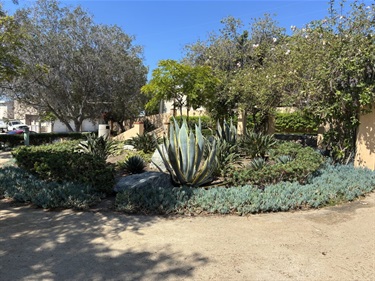 Lantern Village Park landscaped garden bed with a large agave plant at the center, surrounded by low shrubs, trees, and a paved walkway in a sunny outdoor plaza.