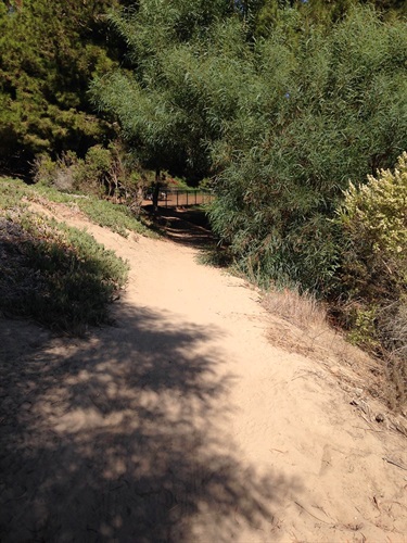 A dirt trail shaded by tall green trees and bushes, with sunlight casting shadows on the path, leading into a wooded area.