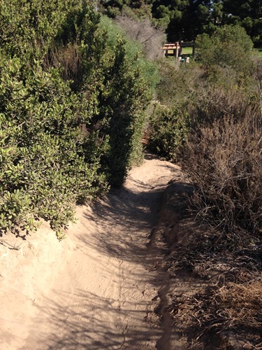 Narrow dirt trail surrounded by dense green shrubs on one side and dry brush on the other, leading toward a sunlit clearing.