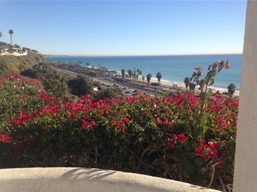 View of the coastline from an elevated spot with vibrant pink flowers in the foreground, overlooking a road lined with palm trees and the ocean under a clear blue sky.