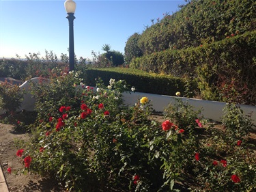 Garden area with blooming red and yellow flowers in front of a white wall, bordered by green hedges and featuring a black lamp post under a clear blue sky.
