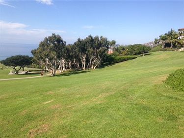 Sloping grassy hill with clusters of trees and shrubs, overlooking a distant ocean under a clear blue sky.