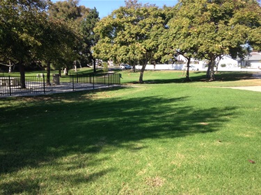 Grassy park area with scattered trees, a black metal fence on the left, and a concrete walkway in the background under bright sunlight.