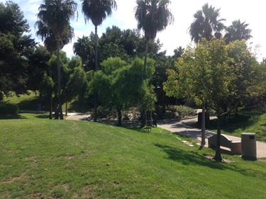Grassy park area with tall palm trees and other green trees, a concrete pathway, and benches partially visible under bright sunlight.