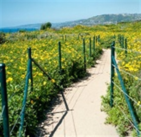 A narrow dirt path lined with green metal poles and wire fencing, surrounded by dense yellow wildflowers. Hills and the ocean are visible in the background under a clear blue sky.
