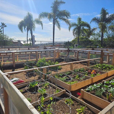 Raised wooden garden beds filled with various plants and vegetables, arranged in neat rows, with palm trees and a bright blue sky in the background, and the ocean faintly visible beyond the garden area.