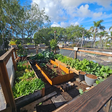 Raised garden bed with leafy green plants and small pots, surrounded by other garden plots, with trees and palm trees in the background under a bright blue sky.