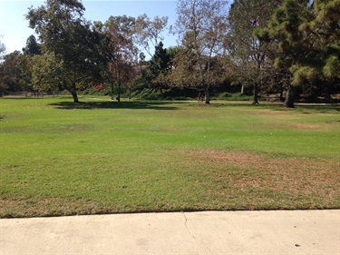 Grassy park area bordered by a concrete walkway in the foreground, with scattered trees and shrubs in the background under bright sunlight.